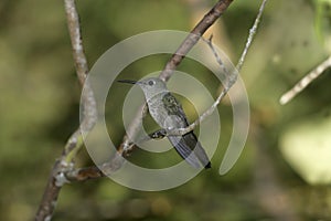 Sombre hummingbird, Aphantochroa cirrochloris