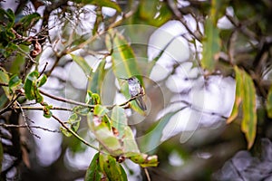 Sombre hummingbird Aphantochroa cirrochloris AKA Beija-Flor Cinza standing in a tree in Brazil