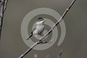 Sombre tit, Parus lugubris