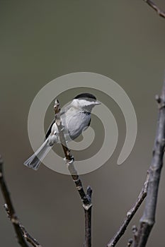 Sombre tit, Parus lugubris