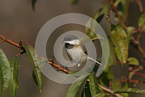 Sombre tit, Parus lugubris