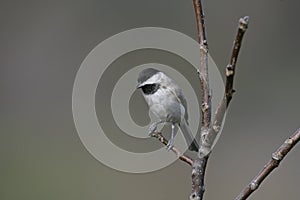 Sombre tit, Parus lugubris