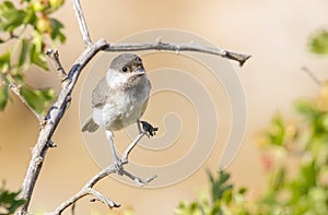 Sombre Tit (Poecile lugubris)