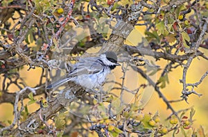 Sombre Tit (Poecile lugubris)