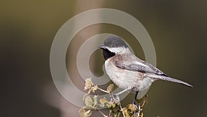 Sombre Tit on Shrubs