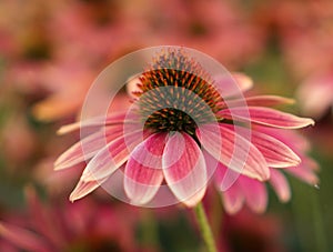 Sombrero Coneflower