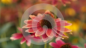 Sombrero Coneflower