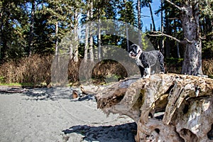 Dog at the beach standing on a large driftwood log