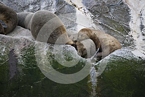 Some Antarctic seals lounging on the rocks