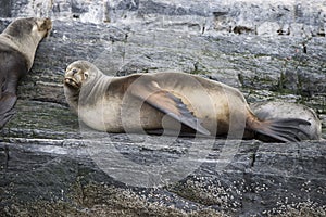 Some Antarctic seals lounging on the rocks