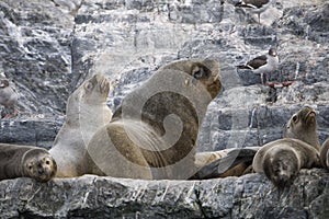 Some Antarctic seals lounging on the rocks