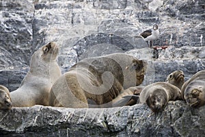 Some Antarctic seals lounging on the rocks