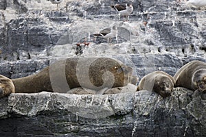 Some Antarctic seals lounging on the rocks