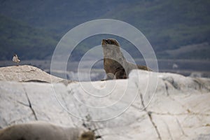 Some Antarctic seals lounging on the rocks