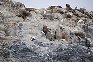 Some Antarctic seals lounging on the rocks