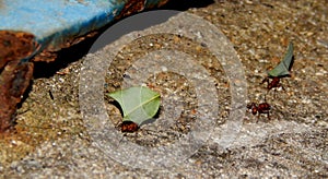 Some ants carrying sheets to the anthill photo