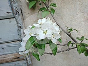 some apple tree blossoms