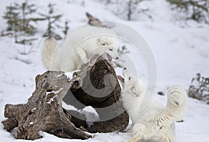 Some Arctic fox Vulpes lagopus playing with each other in the winter snow in Montana, USA