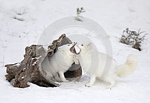 Some Arctic fox Vulpes lagopus playing with each other in the winter snow in Montana, USA