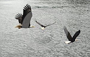 Some bald eagles flying together