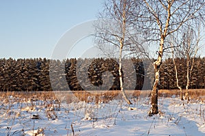 Some bare birch trees on a forest glade, winter time