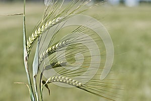 Some barley spikes.