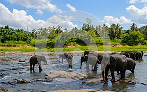 Some bathing elephants in a lake