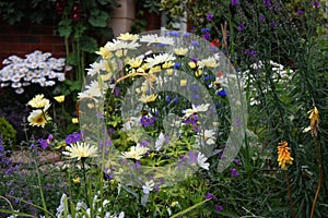 some beautiful pretty plants in a garden environment