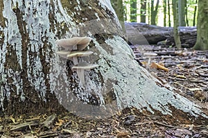 Some beautiful specimens of the Pluteus salicinus in the Balijbos in Zoetermeer