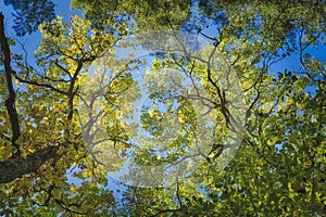 Some beautiful trees set against the blue sky. Colorful Autmn in the forest. Look up to the treetop