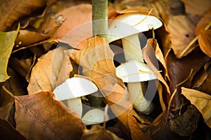 Some beautiful white mushrooms in the autumn forest nature