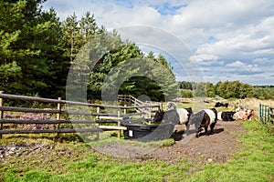 Belted Galloway Cattle Drinking, Cannock Chase photo