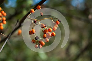 Some berries of mountain ash