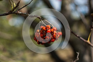 Some berries of mountain ash