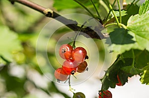 Some berries of red currant