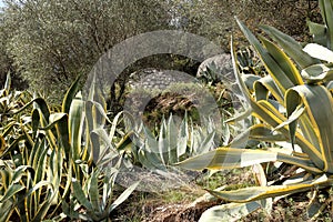 Some big agave plants