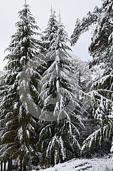 Some big snowy pine trees on the snow, nature shot at Cerro Bayo Bayo Hill, Villa La Angostura, Neuquen province, patagonia photo
