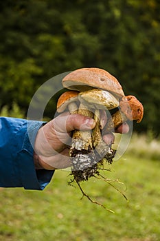 A some birch bolete mushrooms Leccinum scabrum in hand in the forest