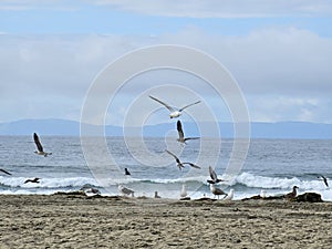 Birds flying on the beach, waves in the background