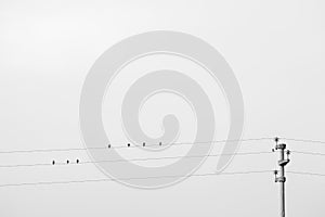 some black birds sittings on electrical wires on white background