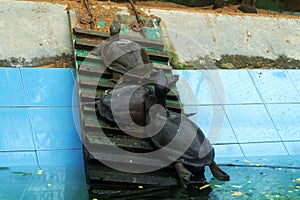 Some black turtles are climbing up from the water at the zoo by a wooden staircase in India