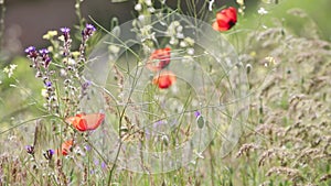 Some blossoming poppies