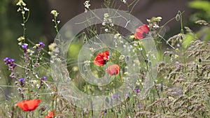 Some blossoming poppies