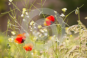 Some blossoming poppies