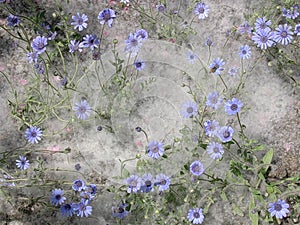 Some blue wild flowers