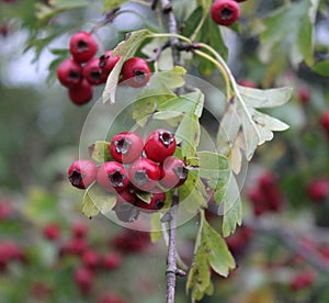Some brambleberry Crataegus monogyna