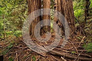 Some branch debris at the base of large Redwood Trees