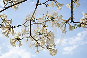 Some branches of a flowering white ipe tree