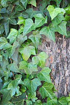 Some branches of the ivy caught in the trunk of a tree