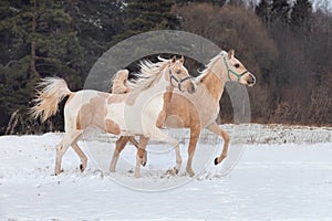 Some bright young horses run through a snowy field. Winter season